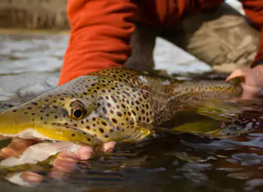 Callan Wink teaching fly fishing guide skills in Montana