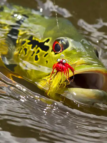 Agua Boa Amazon Lodge image 1