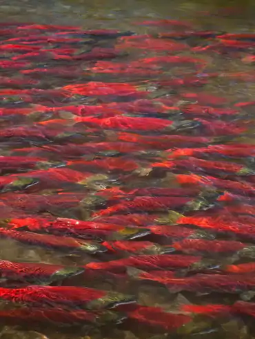 Alaska rainbow trout from Copper River Lodge