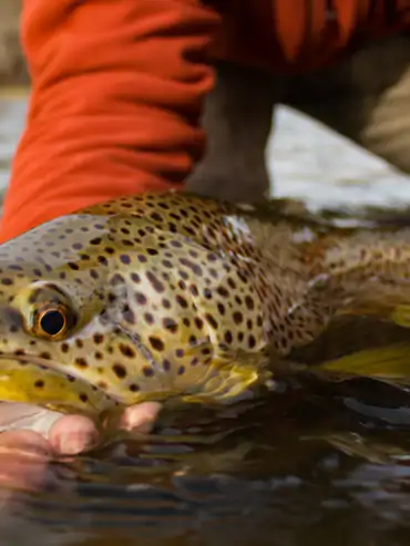 Fly fishing guide course students on the river