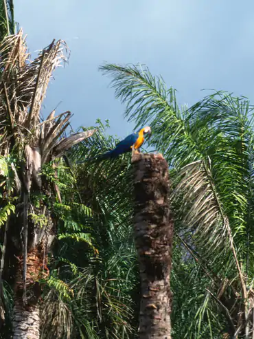 Clearwater jungle fishing in Bolivia