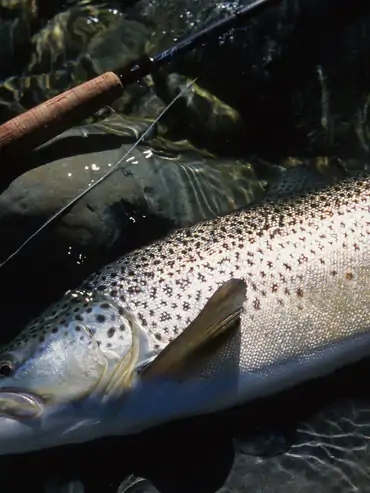 New Zealand fly fishing landscape