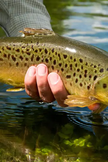 English chalkstream trout held by an angler