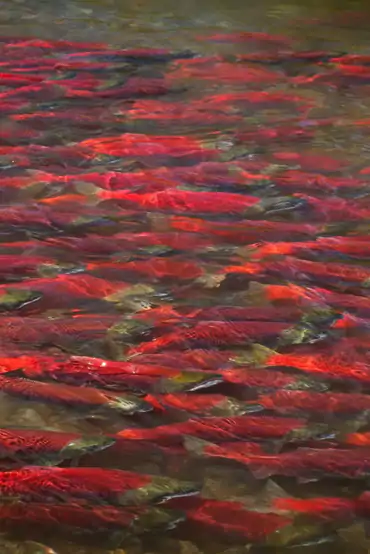 Sockeye salmon moving through shallow Copper River water