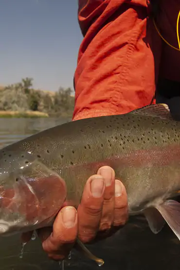 Trico hatch rainbow trout from the Bighorn River