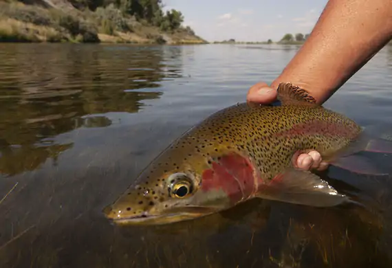 Bighorn River rainbow trout near Royal Big Horn Club