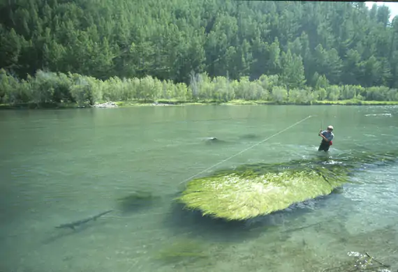 Taimen fishing at Sweetwater's Mongolia Taimen Camps