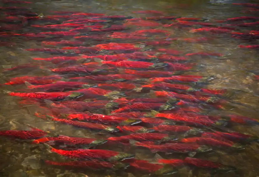 Alaska rainbow trout fishing travel advice