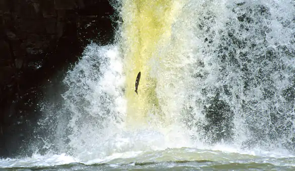 Wild river habitat supported by Sweetwater Travel conservation work